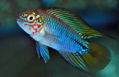 Apistogramma Sp. Opal M