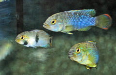 Apistogramma Nijsseni M Panda Dwergcichlide