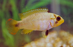 Apistogramma Panduro L Dwergcichlide Panduro