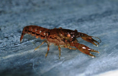 Cambarellus puer - Dwergkreeft