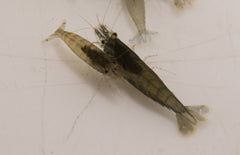 Caridina sp. Black - Zwarte Garnaal