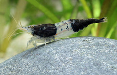 Neocaridina Heteropoda Rili Black M Black Rili Garnaal