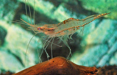 Tenuipedium Palaemonoides