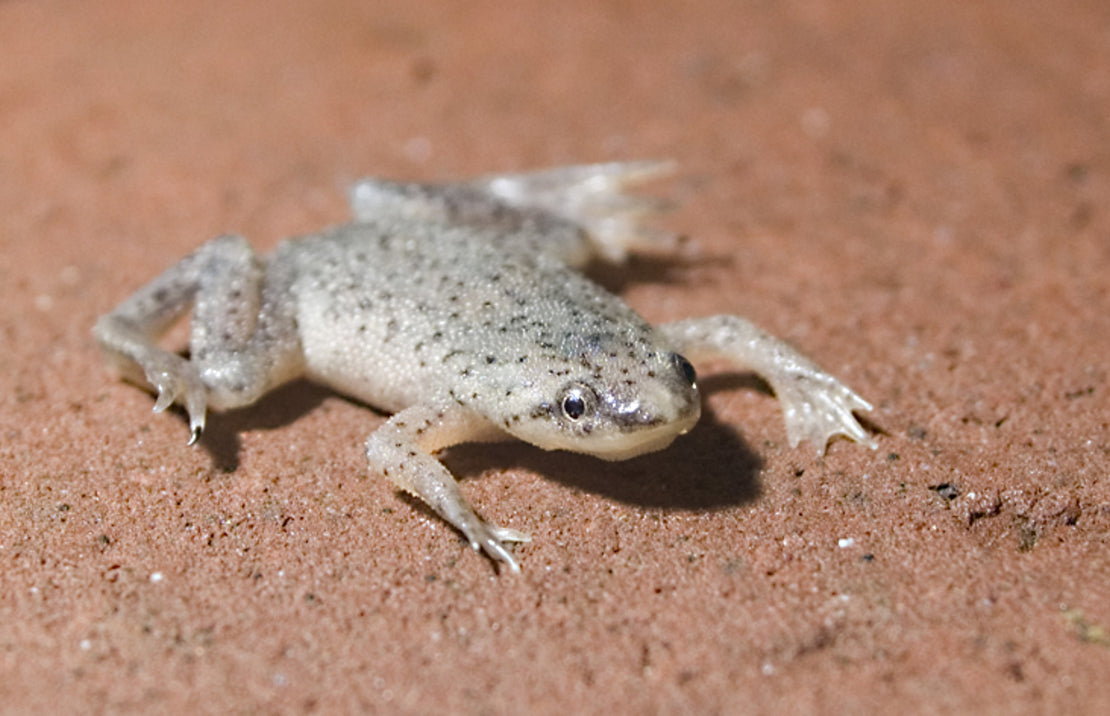 Hymenochirus boettgeri Dwergklauwkikker