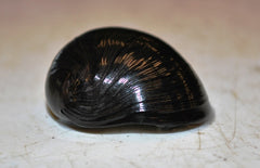 Neripteron sp. - Zwarte Helmslak