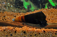 Slak Faunus sp. Bicolor Slak