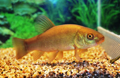 Zeelt Tinca Tinca 10-12cm