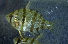 Enneacanthus Chaetodon, Schijfbaars