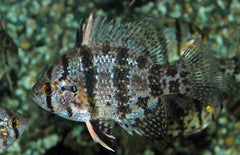 Enneacanthus Chaetodon, Schijfbaars