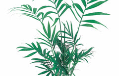 Chamaedorea Elegans