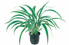 Chlorophytum Bichetii