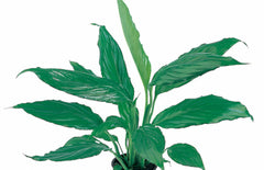 Spathiphyllum Walissii