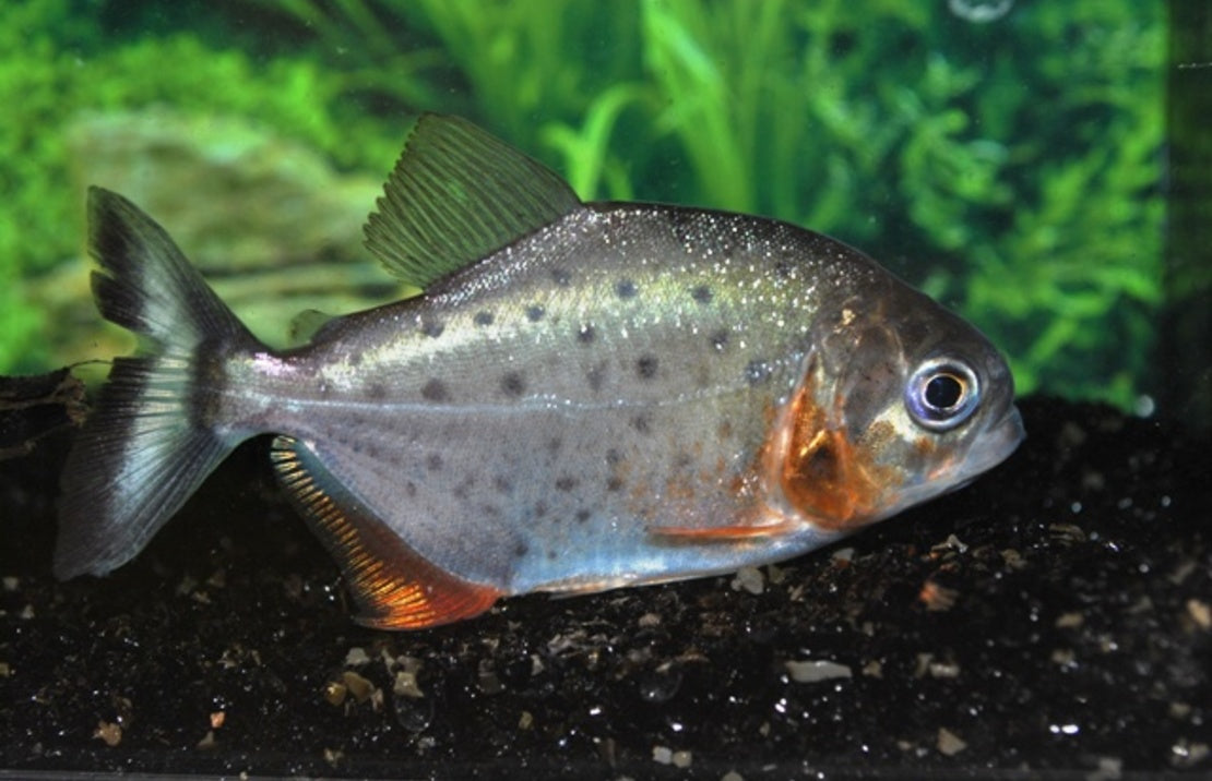 Pygocentrus Nattereri Rode Piranha maat s
