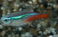 Cheirodon Paracheirodon Innesi (Neon Tetra) Small