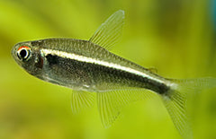 Hyphessobrycon Herbertaxelrodi Zwarte Neon