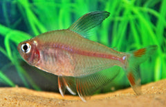 Hyphessobrycon Bentosi