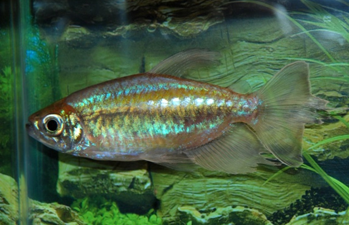 Phenacogrammus Interruptus (Congo Zalm)