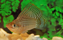 poecilia velifera hoogvinkarper groen