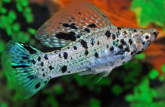 poecilia velifera hoogvinkarper dalmatier