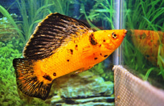 poecilia velifera hoogvinkarper luipaard rood