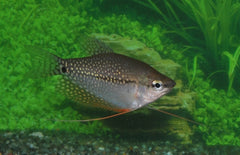 Trichopodus Leeri Diamantgoerami