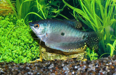 Trichopodus Trichopterus M Blauwe Spat