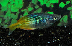 Melanotaenia boesemani Ayamaru-boesemani