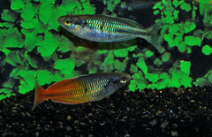Melanotaenia Boesemani Orange Ayamaru-boesemani Oranje