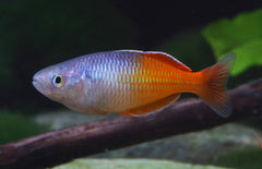 Melanotaenia Boesemani Orange Ayamaru-boesemani Oranje