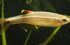 Tanichthys Albonubes Chinese Danio