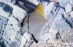 Monodactylus Argenteus S Zilverbladvis