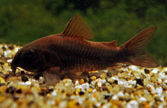 Corydoras Aeneus Black Venezuela M Pantsermeerval Black Venezuela