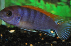 Labidochromis Sp. Hongi Super Redtop