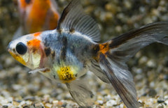 Sluier Staart Calico