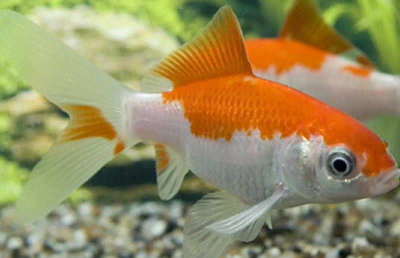 Goudvis Sarasa (4–6 cm)
