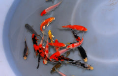 Koi karper Extra Kleur Europa 7-10 cm
