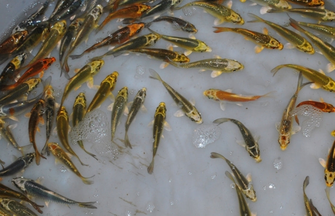 Ghost Koi karper 7-10 cm