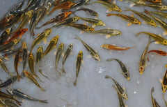 Ghost Koi karper 7-10 cm