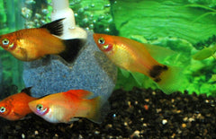 Xiphophorus maculatus platy Mix