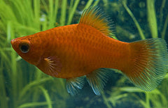 Xiphophorus maculatus platy Rood