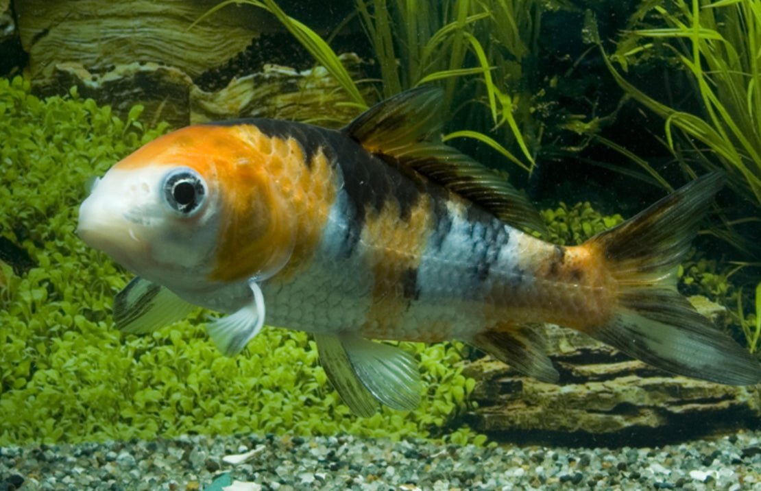 Koi karper Europa 7-10 cm
