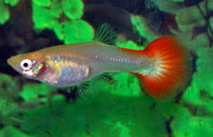 Poecilia reticulata Gup Platinum Red Female M