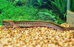 Gobioides Broussonnetii Drakenkopvis