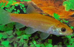 Goudzeelt Tinca Tinca Gold 7-10 cm