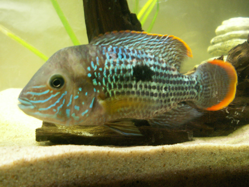 Aequidens rivulatus Esmeralda Cichlid, Green Terror