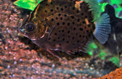 Scatophagus Rubrifrons Rode Argus Azie