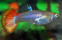 Poecilia reticulata Gup Sunset Female M