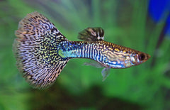 Poecilia Reticulatus Mosaic Green Male M Gup Mosaic Groen Man