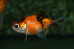 Sluier Pearlscale Calico