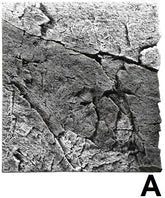 BTN slimline achterwand River